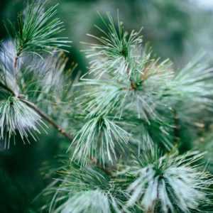 Josh Hayward Case Update